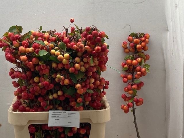 Malus Red Sentinel