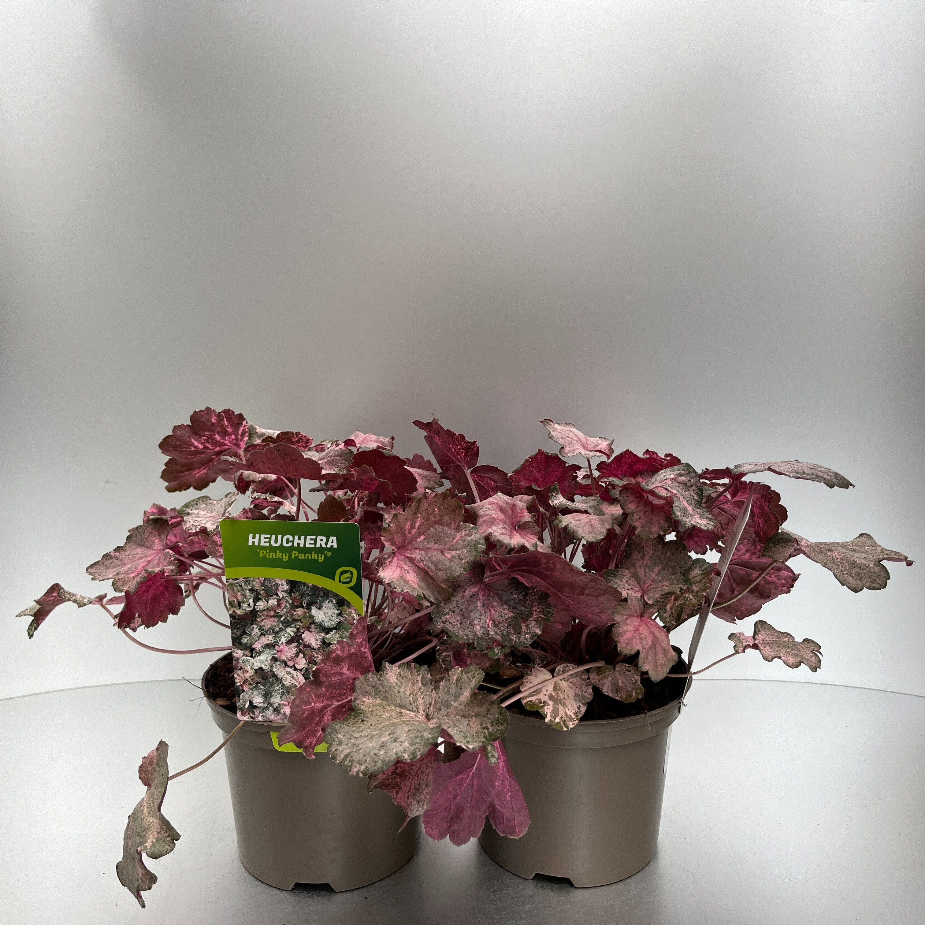 Picture of Heuchera Pinky Panky P17 (2 Ltr)