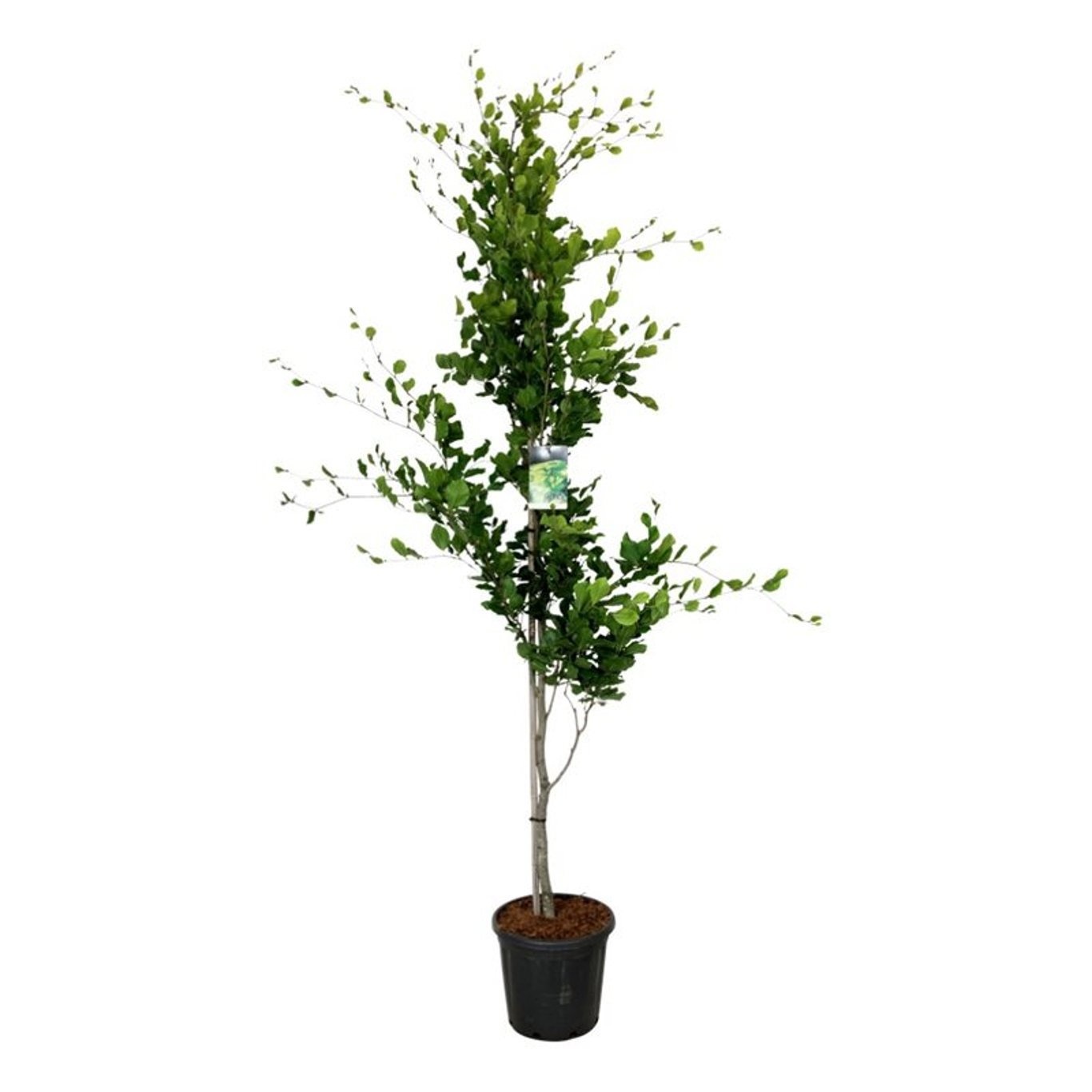 Fagus syl. 'Dawyck Gold'