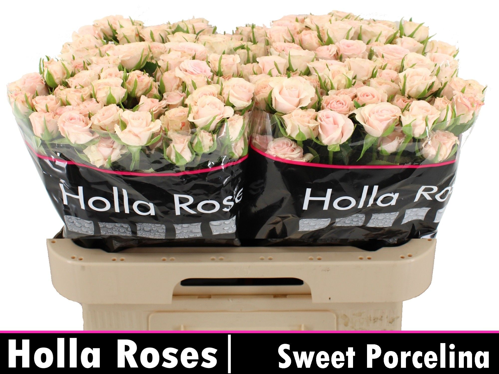 Rosa Spr Sweet Porcelina 60cm