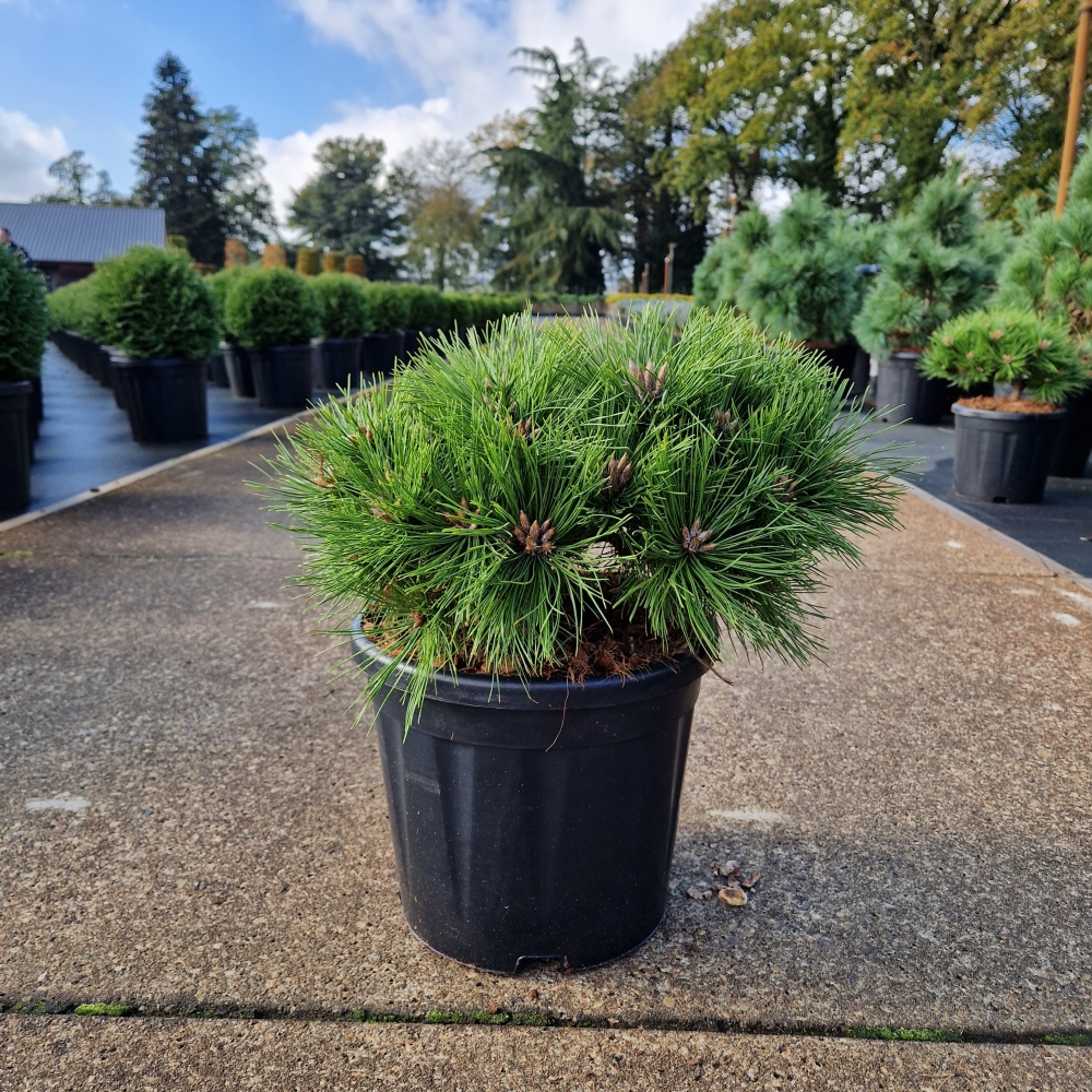 Picture of Pinus densiflora Low Glow C11 (LOOSE)