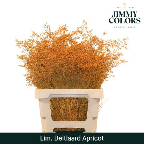 Lim Bel L70 Apricot