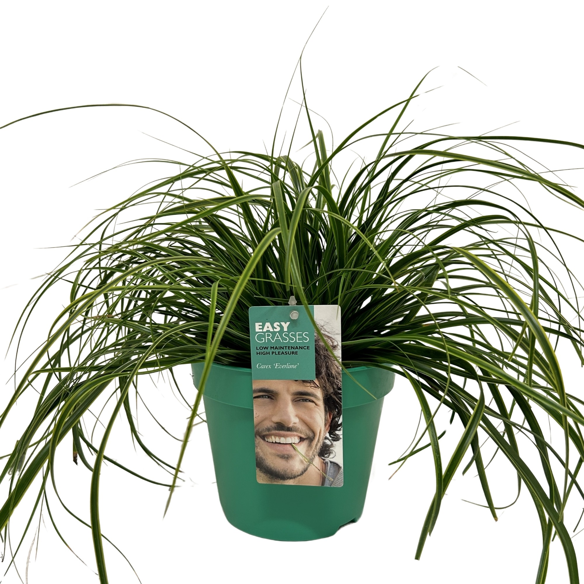 Picture of Carex oshimensis Everlime GROEN