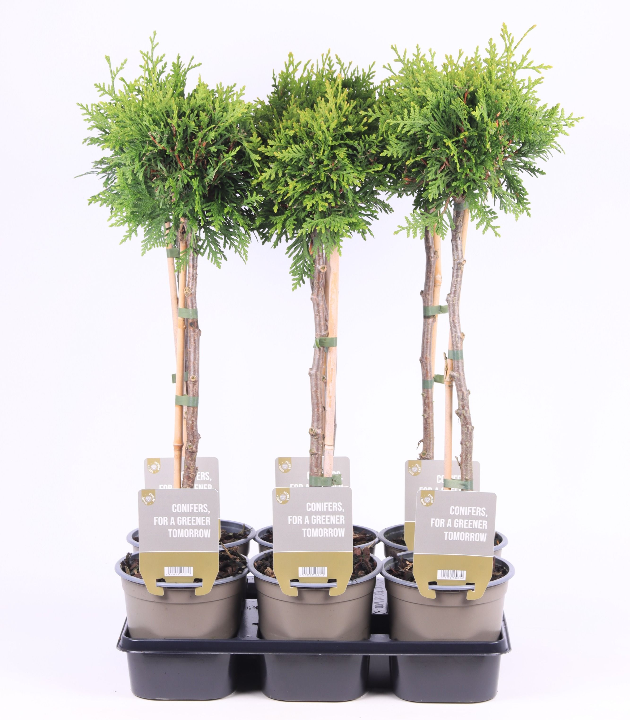 Thuja occ. 'Brabant'