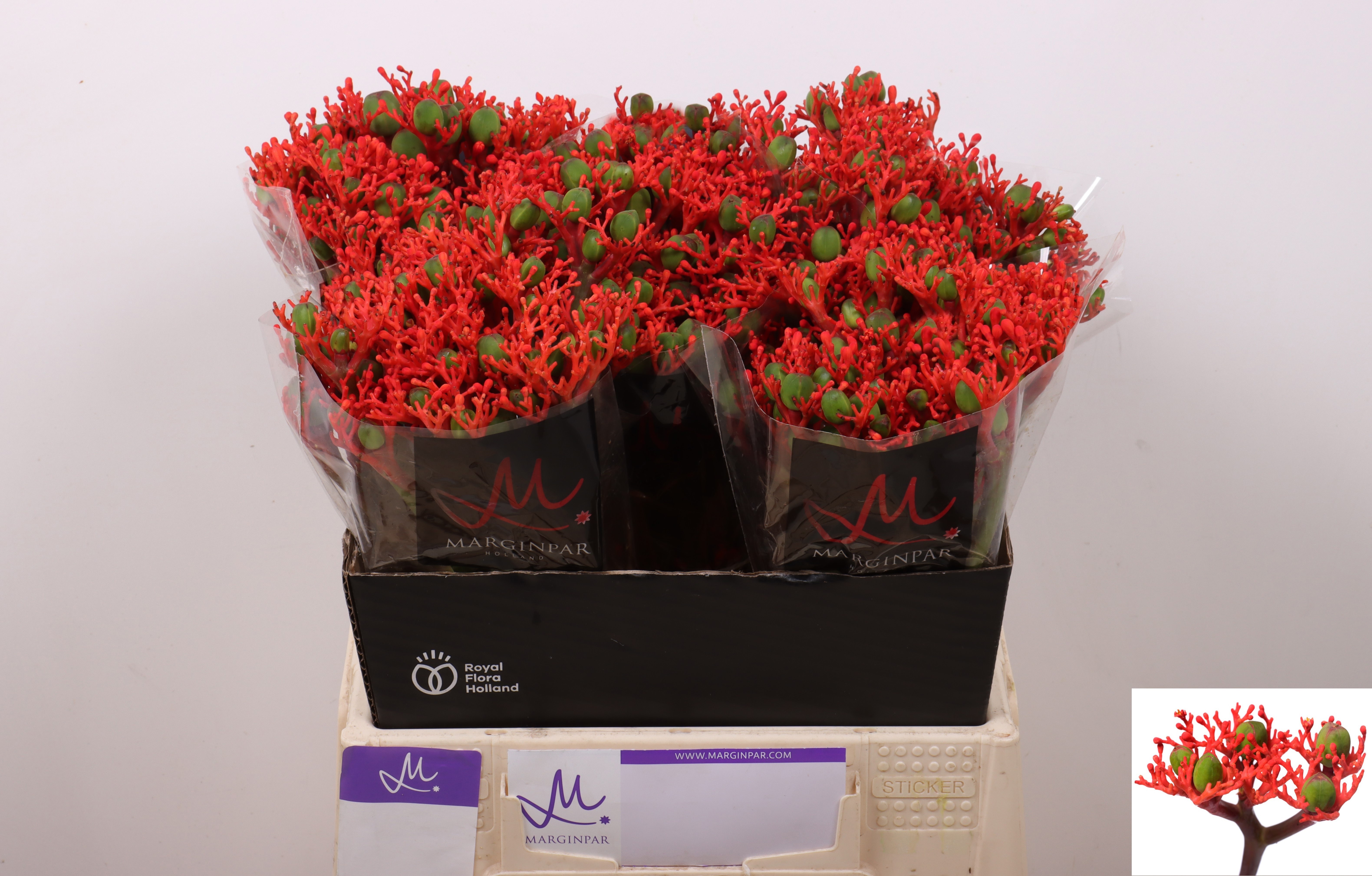 Jatropha Firecracker 40cm