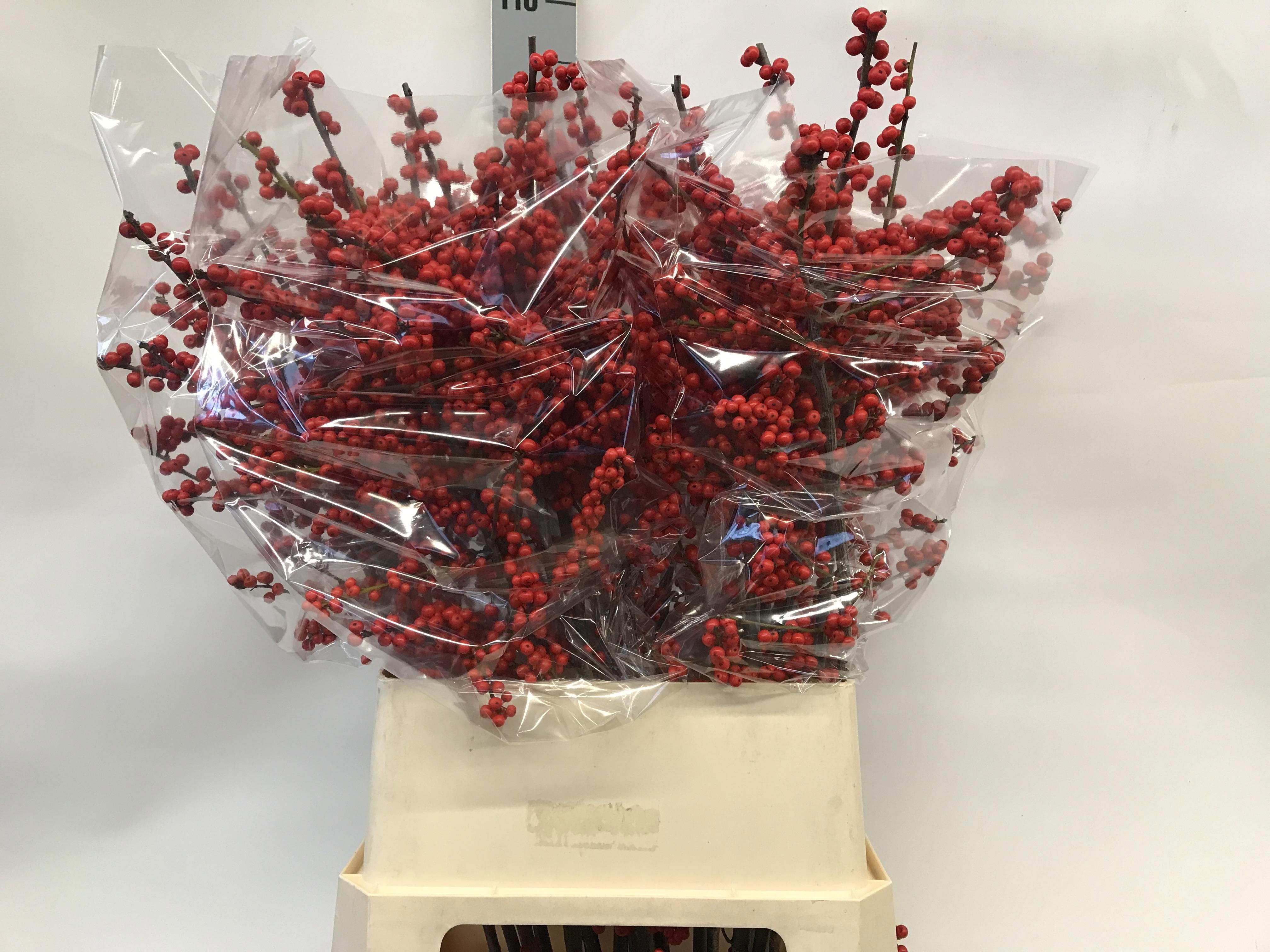 Ilex Verticlilata 100cm