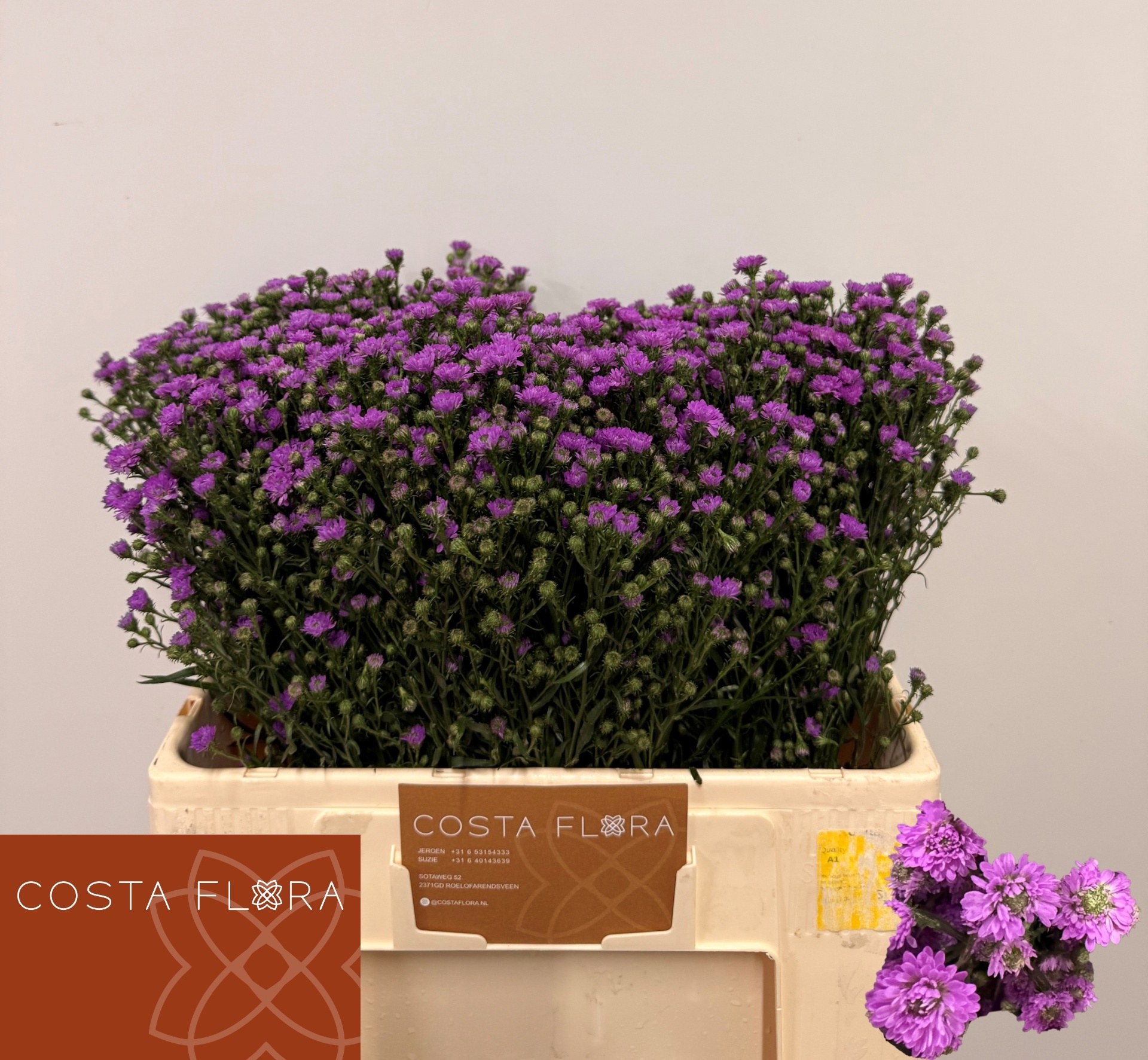 Aster Astee Baby Pink 50cm 15gram