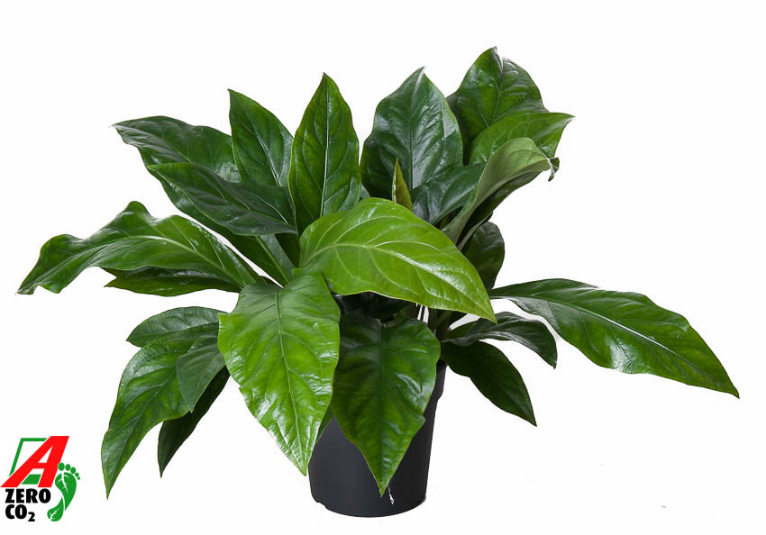 Picture of Anthurium Jungle Bush 2PP P24 70CM (LOOSE)