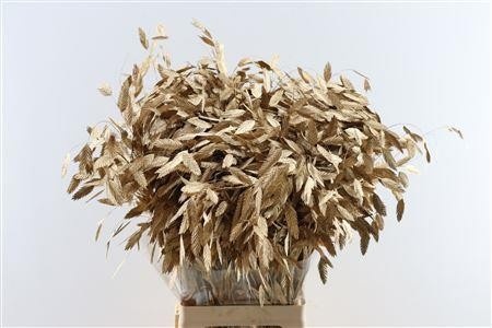 Dried/preserved Flowers Misc 70cm