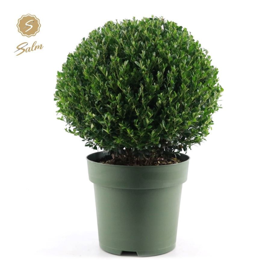 Picture of Ilex crenata 'Jenny'® Ball Ø40cm P27