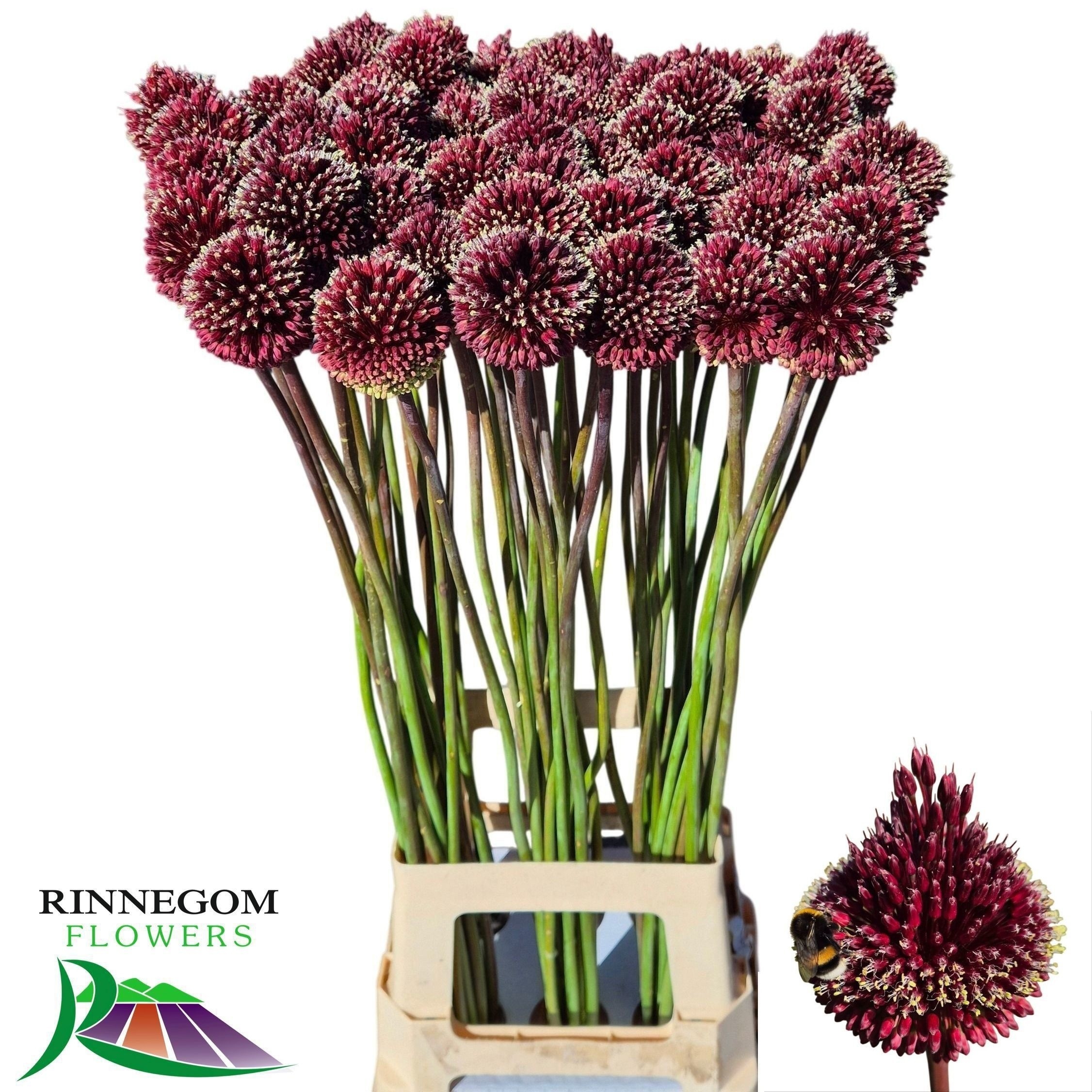 Allium Red Mohican