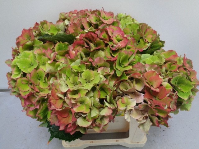 Hydrangea Royal Palace Classic 40cm 17Ø