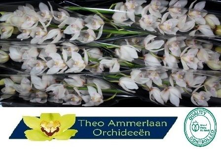 Cymbidium Hms White Sensation 12/15bl