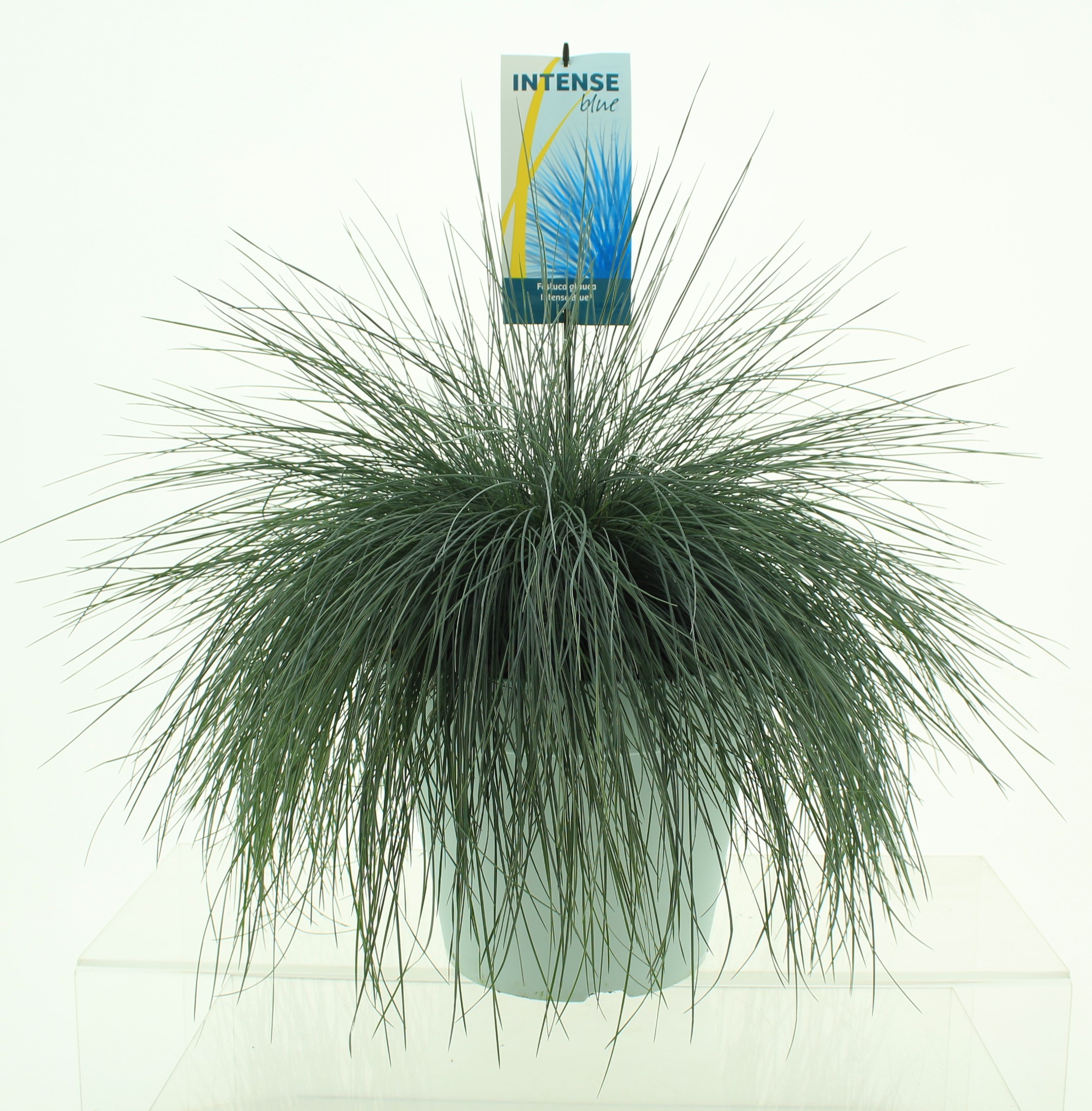 Picture of Festuca glauca Intense Blue®