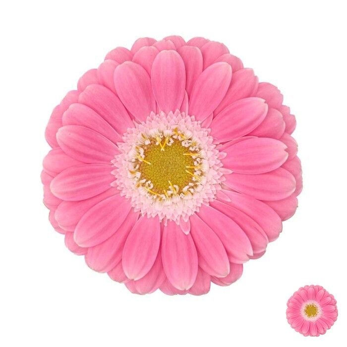 Gerbera Mini Philou