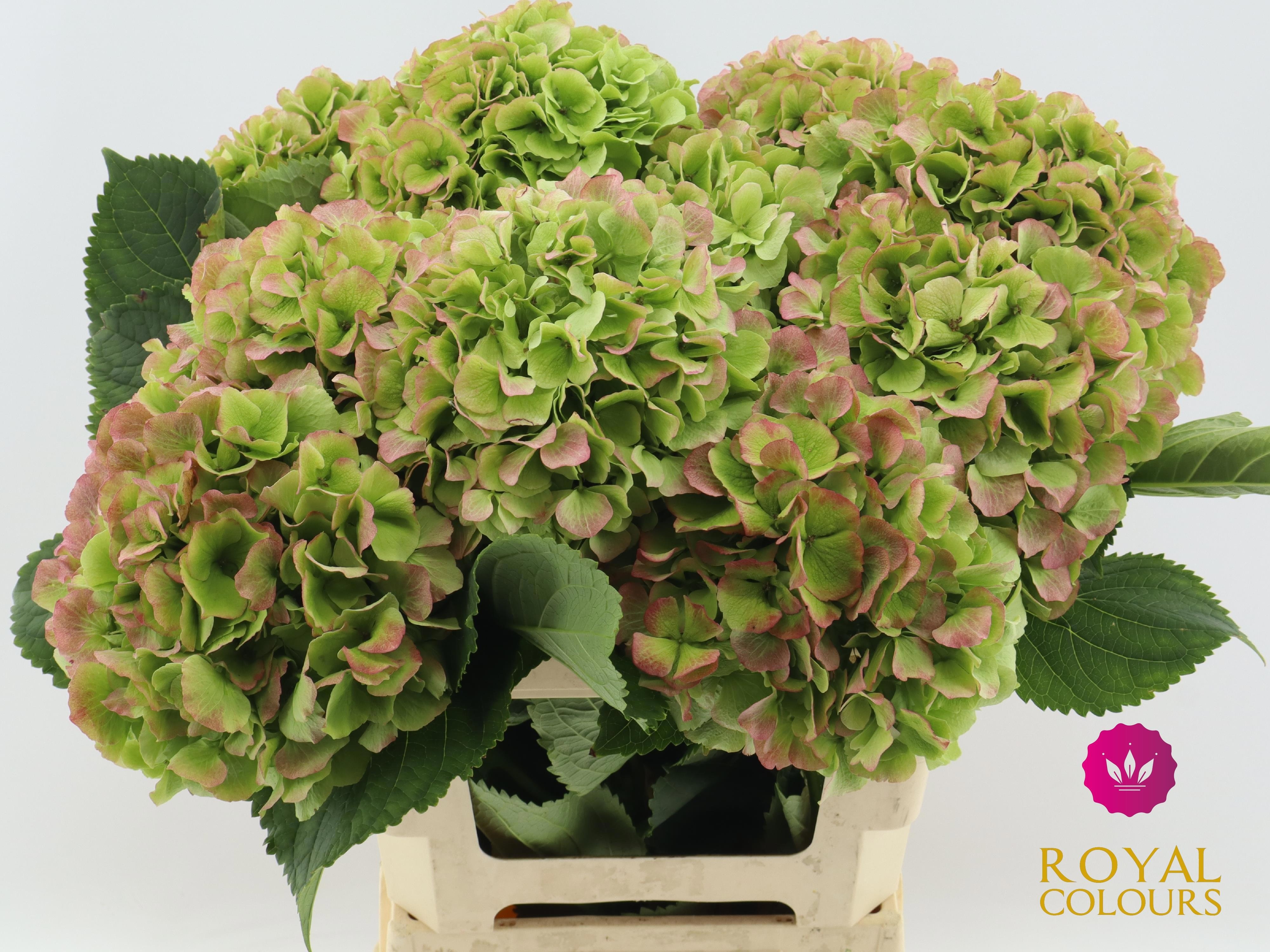 Hydrangea Verena Classic Red Green 60cm 18Ø