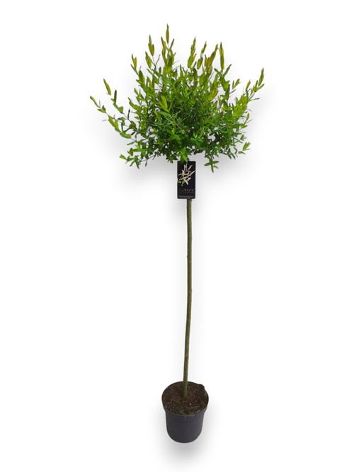 Salix integra Hakuro Nishiki p23 110cm Stra