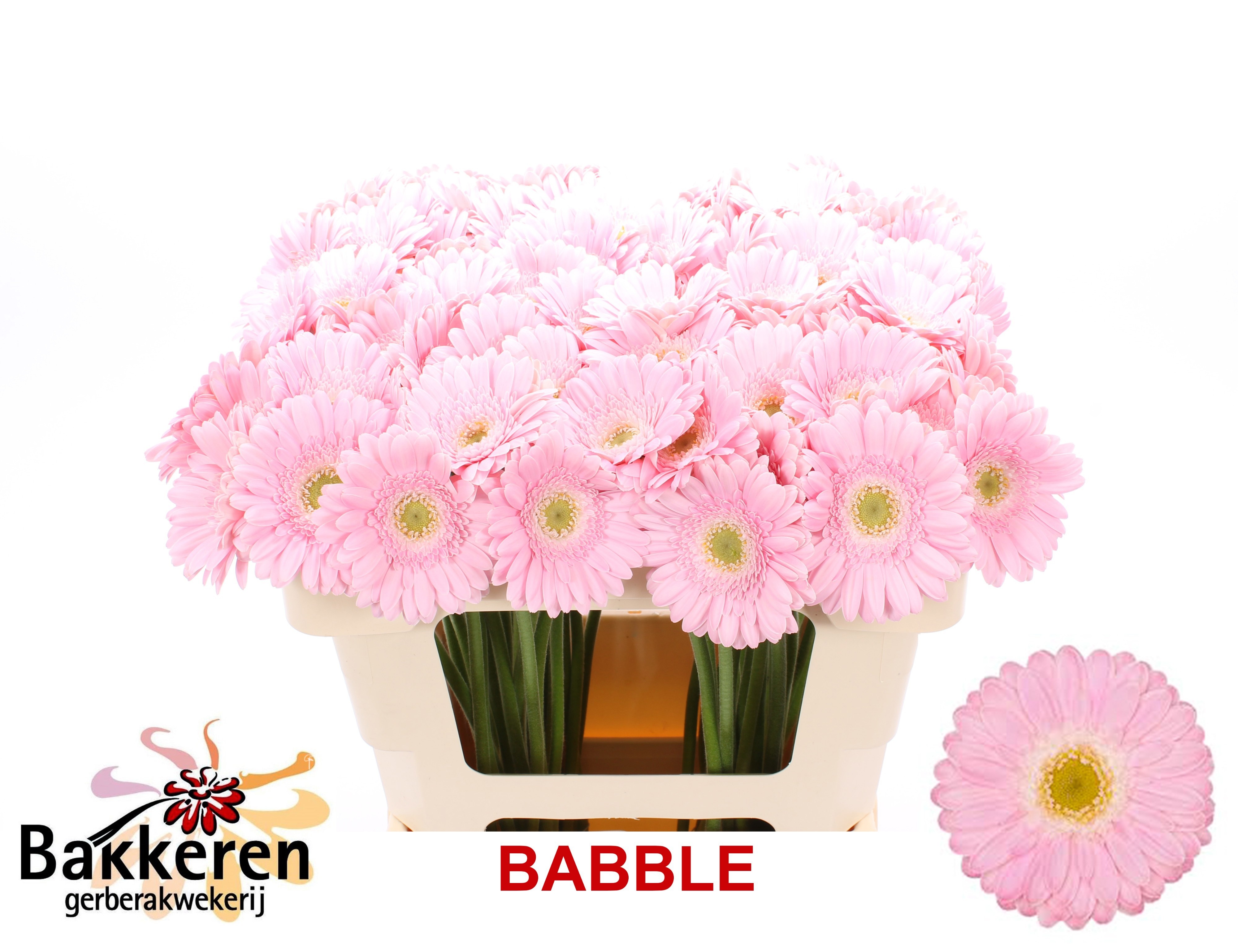 Ge Mi Babble 50L.cm