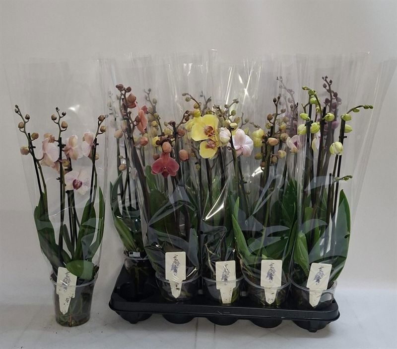 Phalaenopsis Asst 12Ø 60cm