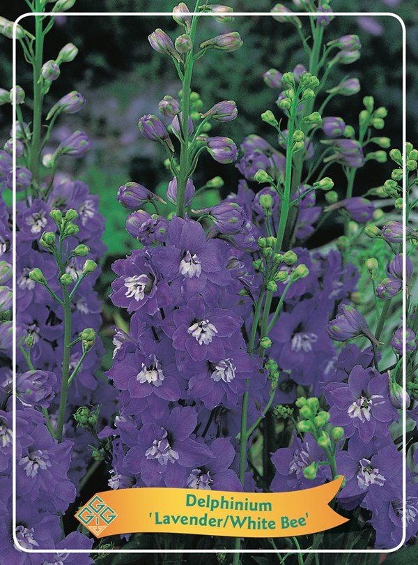 Picture of Delphinium mix 6x10 srt. per shelve P11