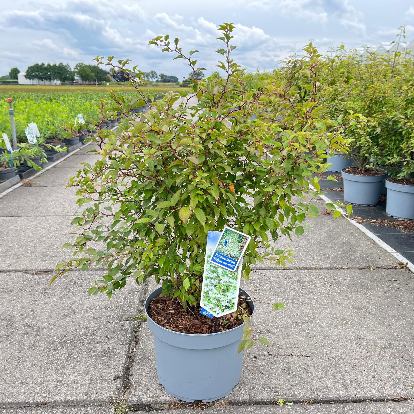 Picture of Prunus incisa 'Kojou-no-mai'