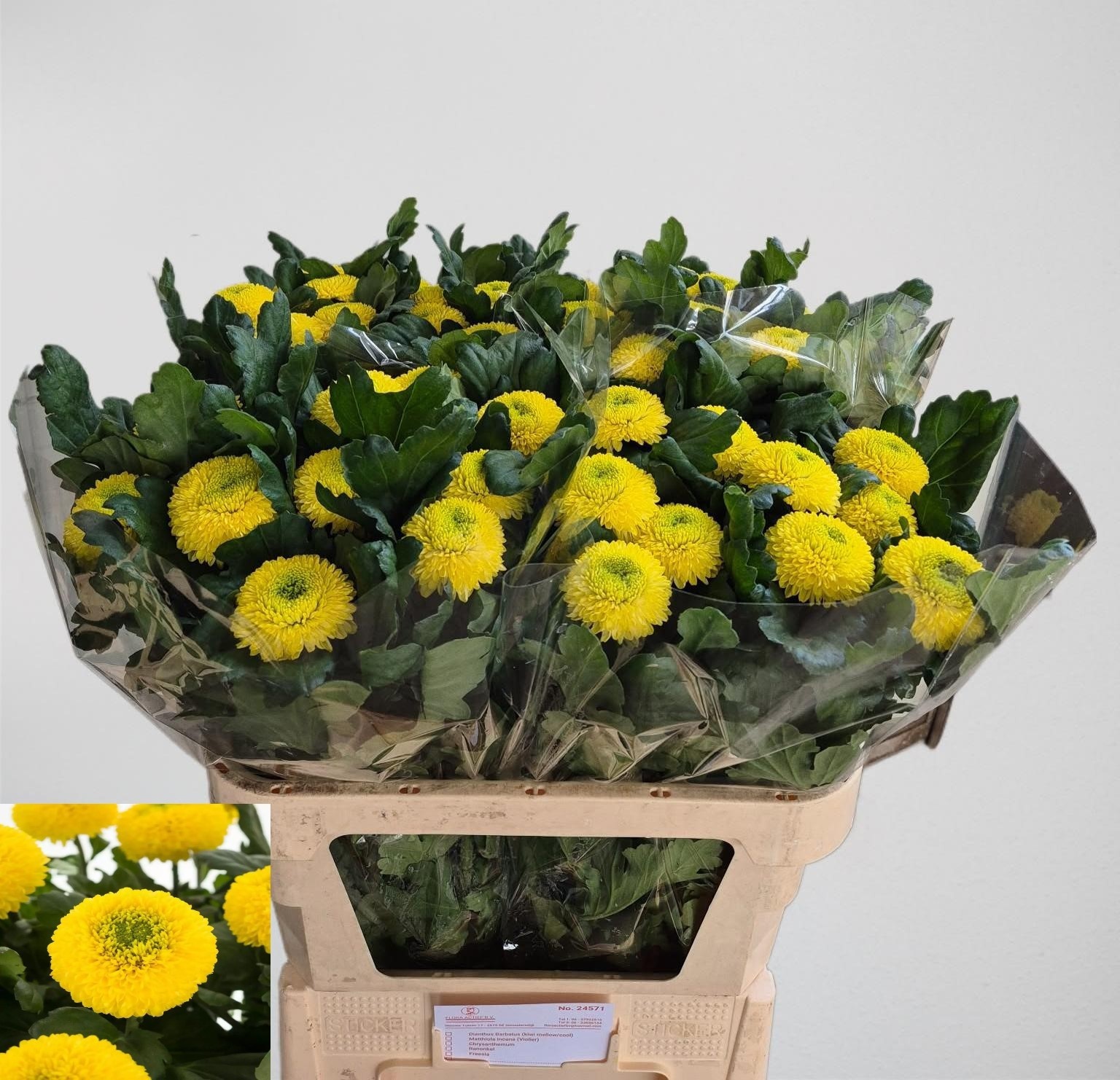 Chrysant Single Golden Ping Po 80cm 95gram