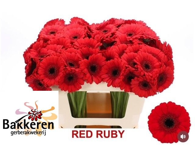 Ge Mi Red Ruby