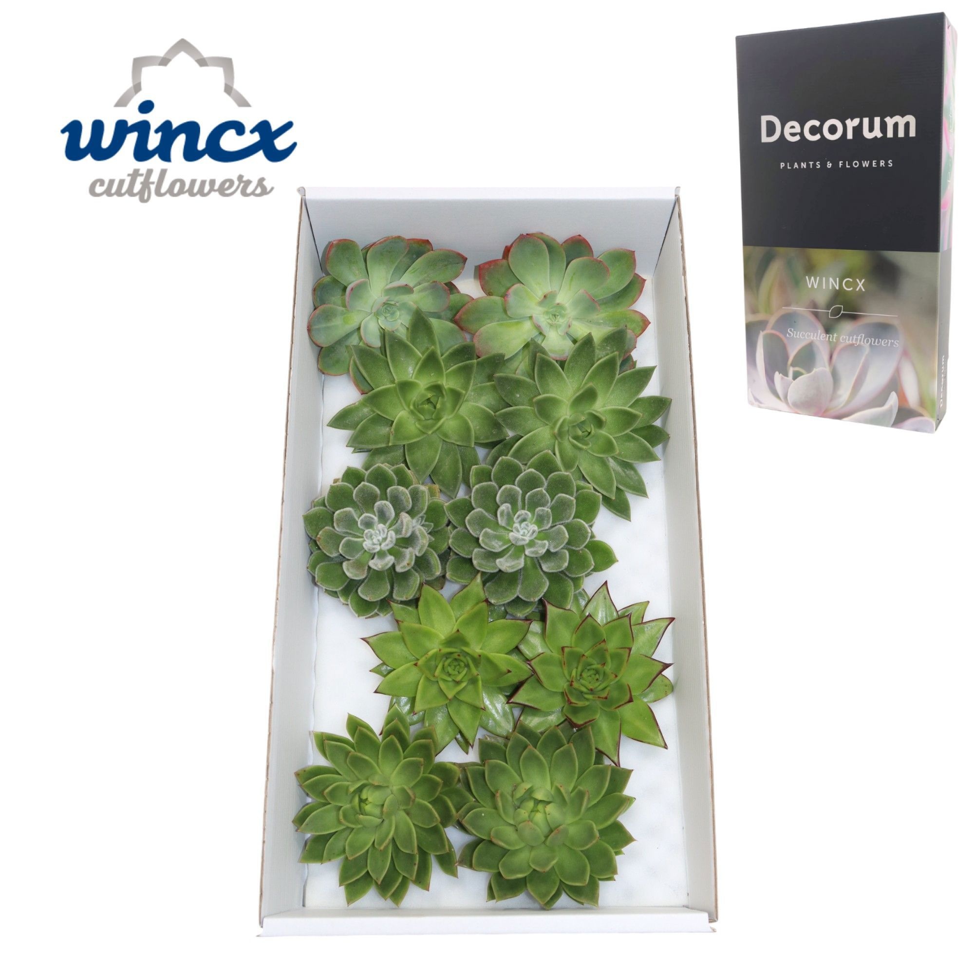 Echeveria Green Mix (wincx) Cutfl (5 Spcs)