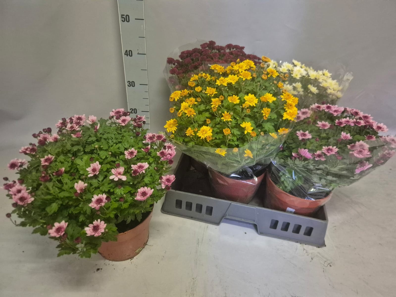 Chrys Overig 19Ø 35cm
