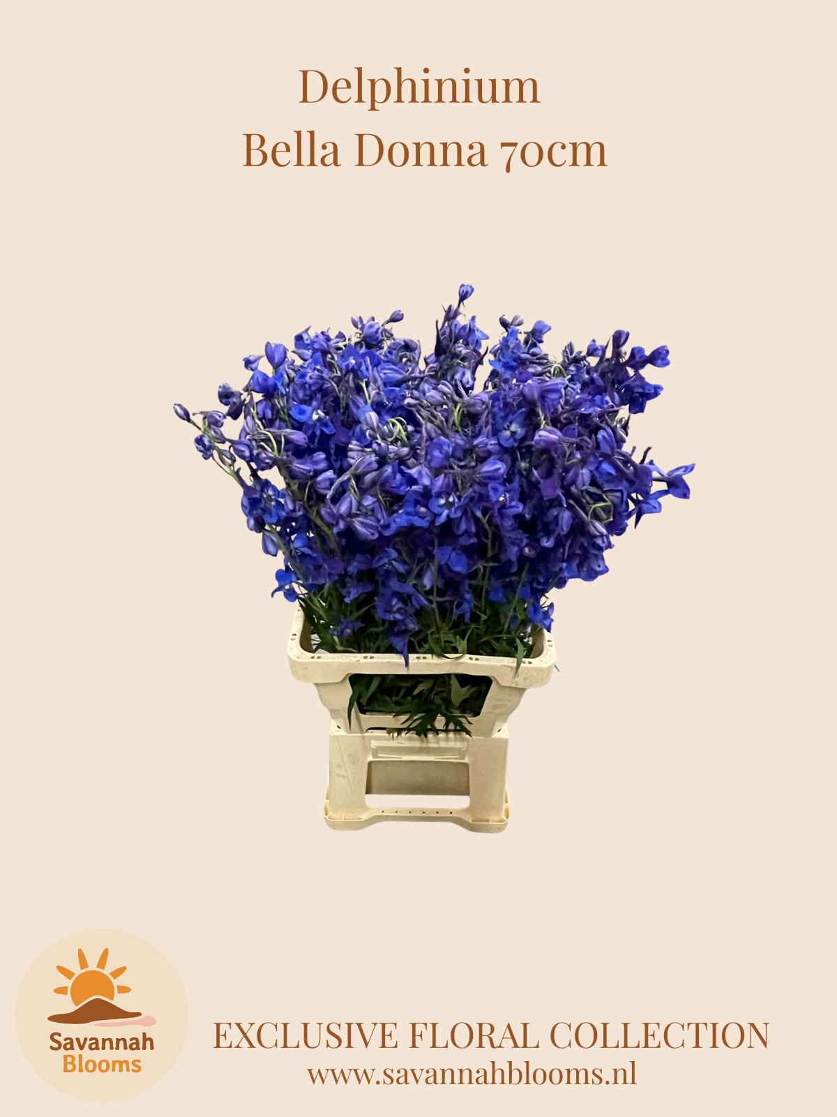 Delph En Donna 70L.cm 23bloei