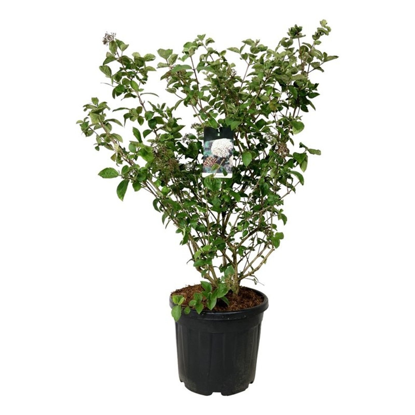 Viburnum carlcephalum