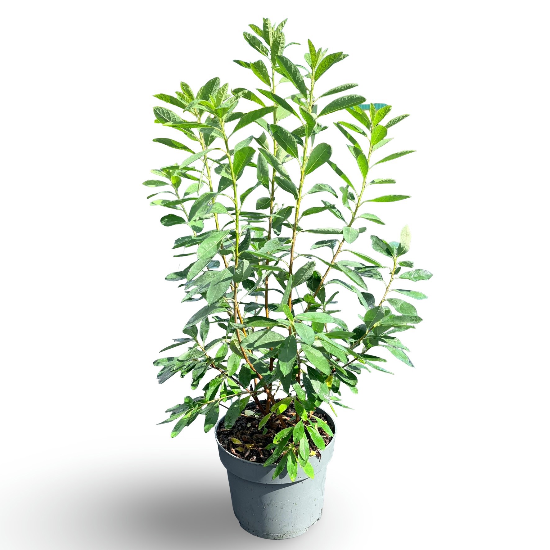 Exochorda racemosa 'Niagara'