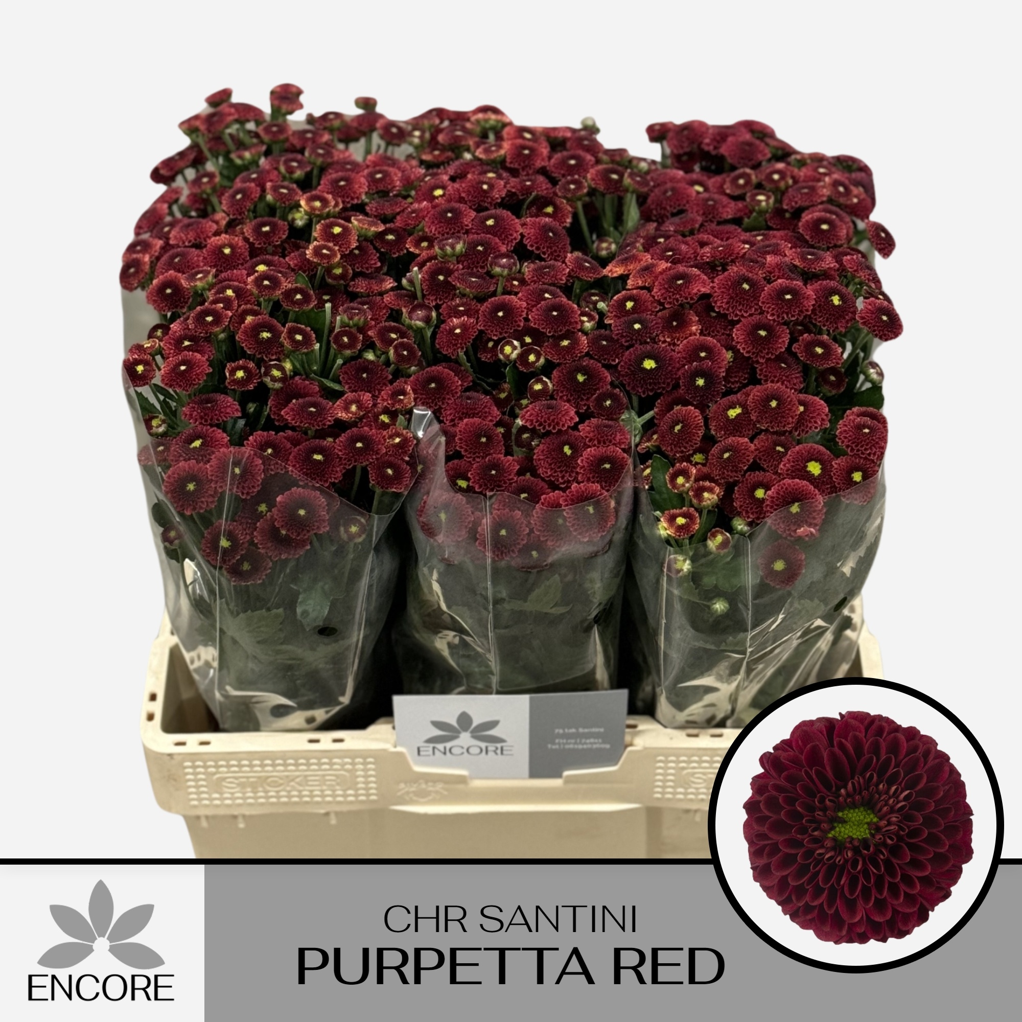 Chrys Santini Purpetta Red 55cm 650Ø