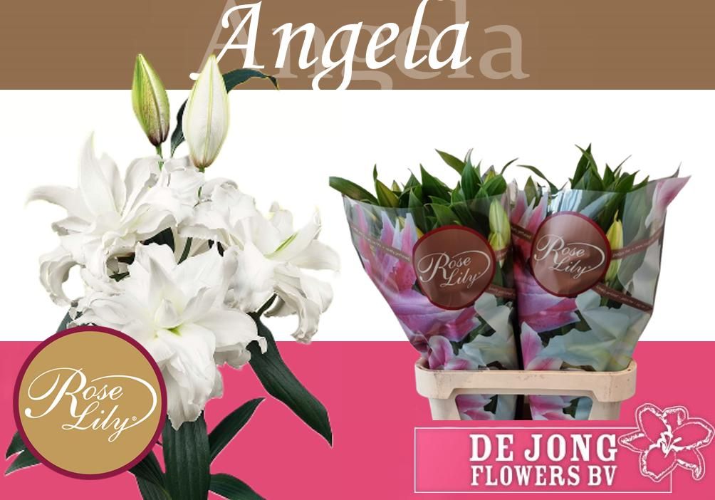 Li Or Du Rl Angela