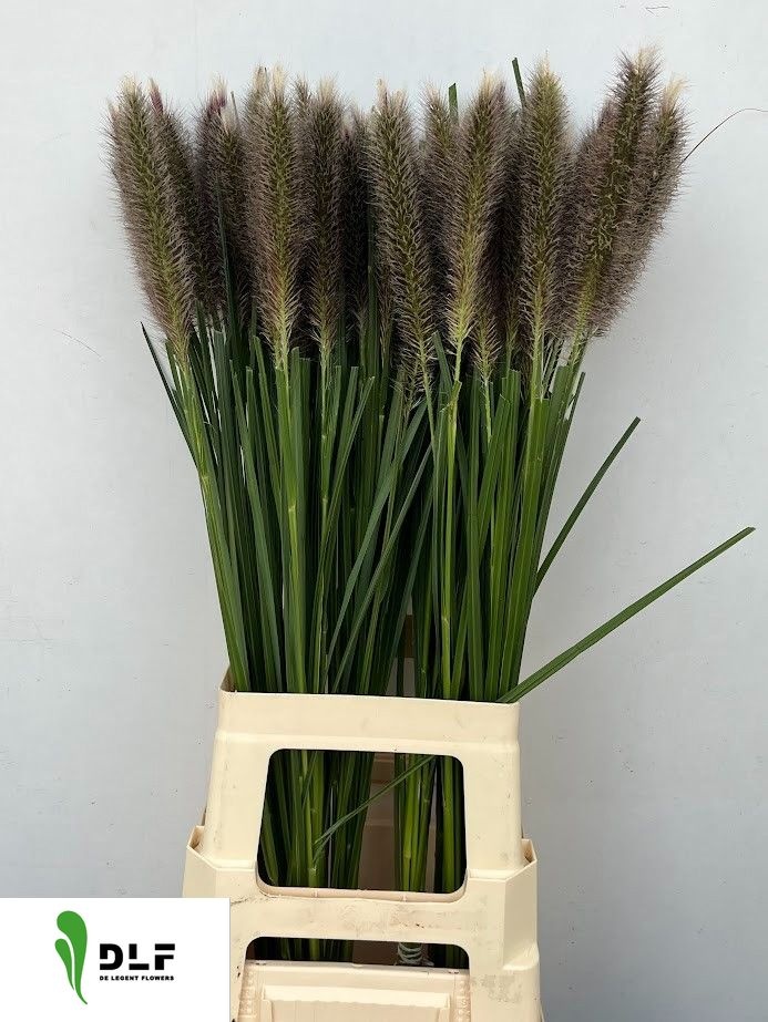 Pennisetum Karly Pink 90cm