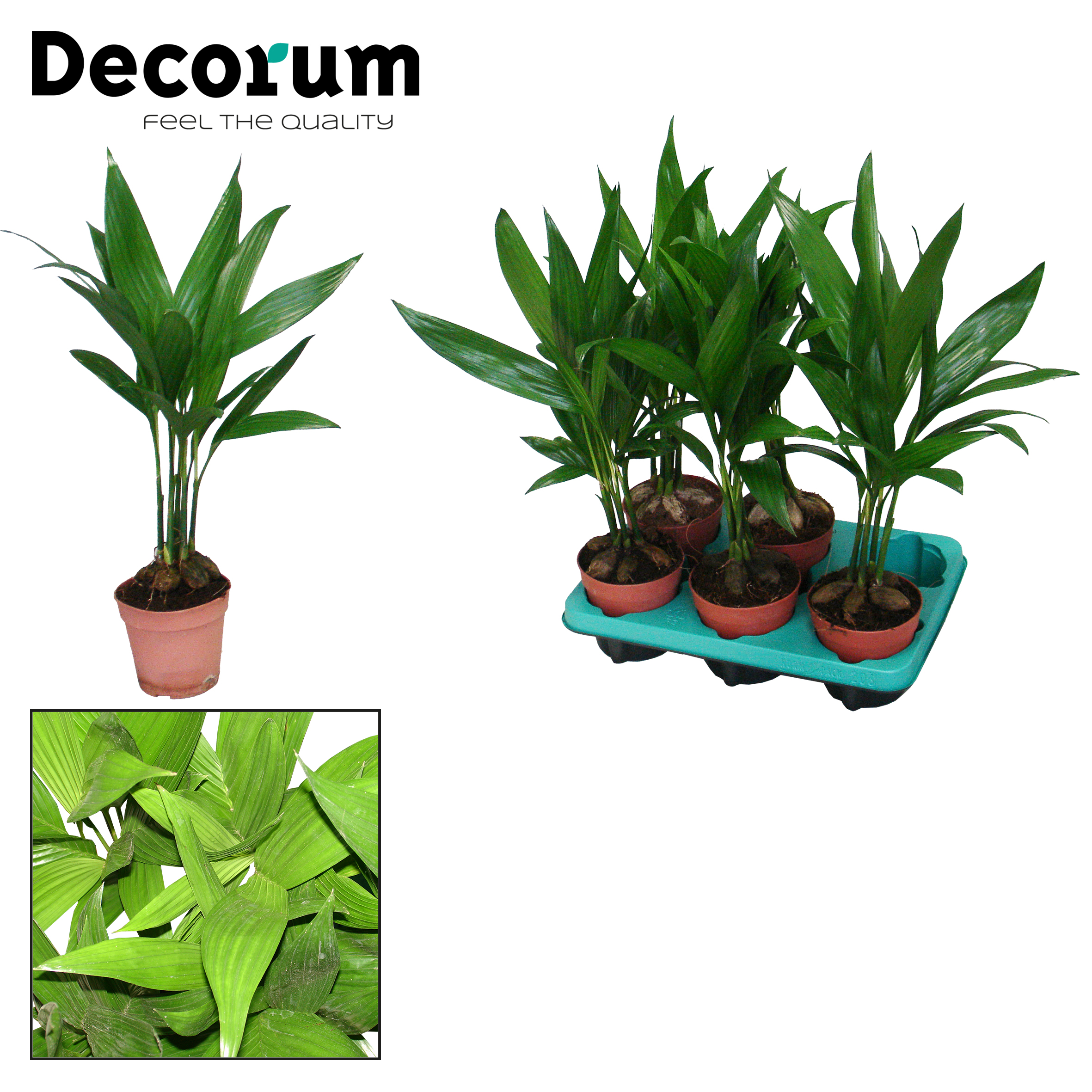 Picture of Areca Catechu Decorum P12 50CM