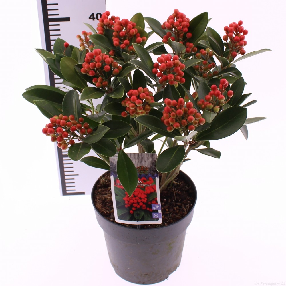 Picture of Skimmia japonica Temptation PBR P19 (3 Ltr)