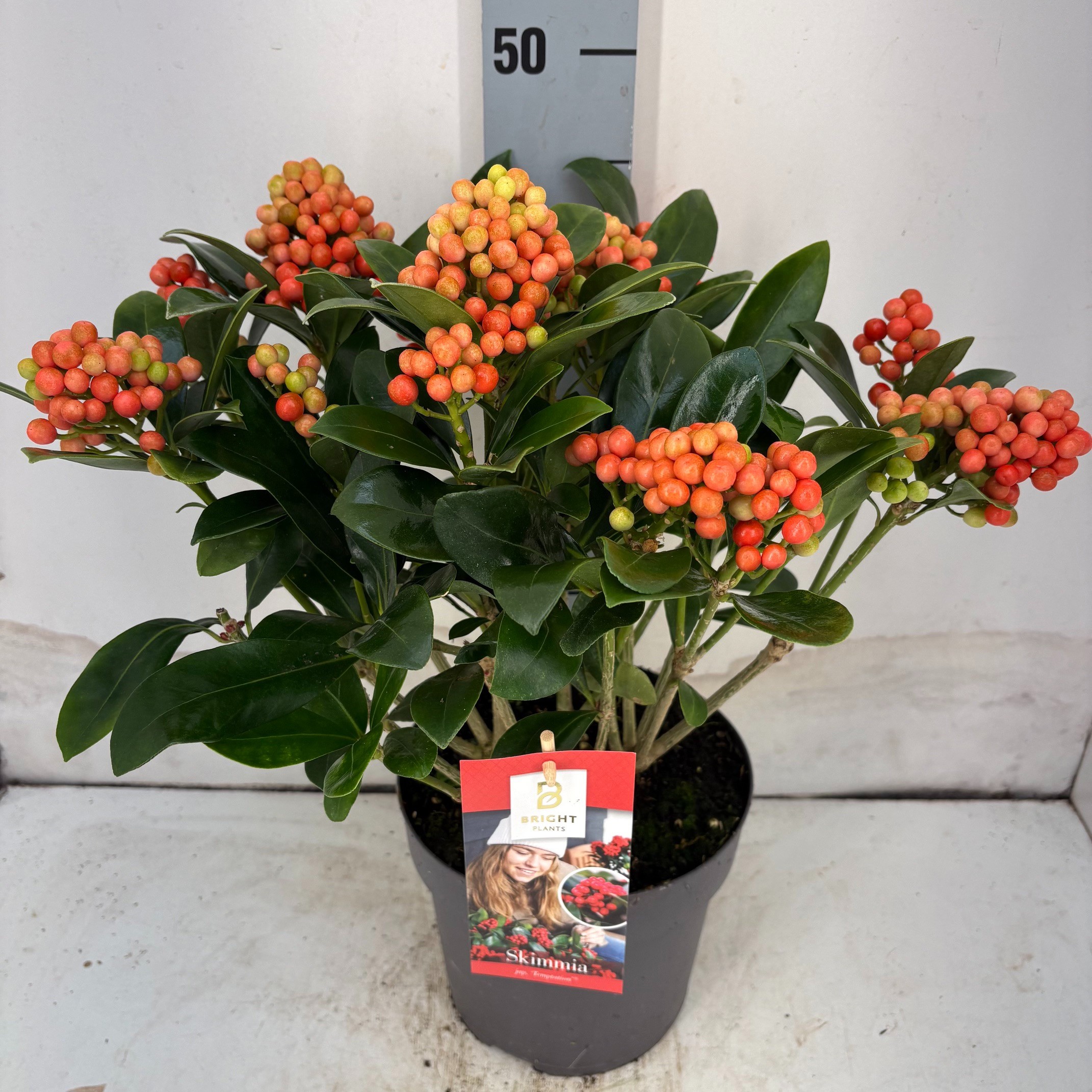 Skimmia Temptation tros