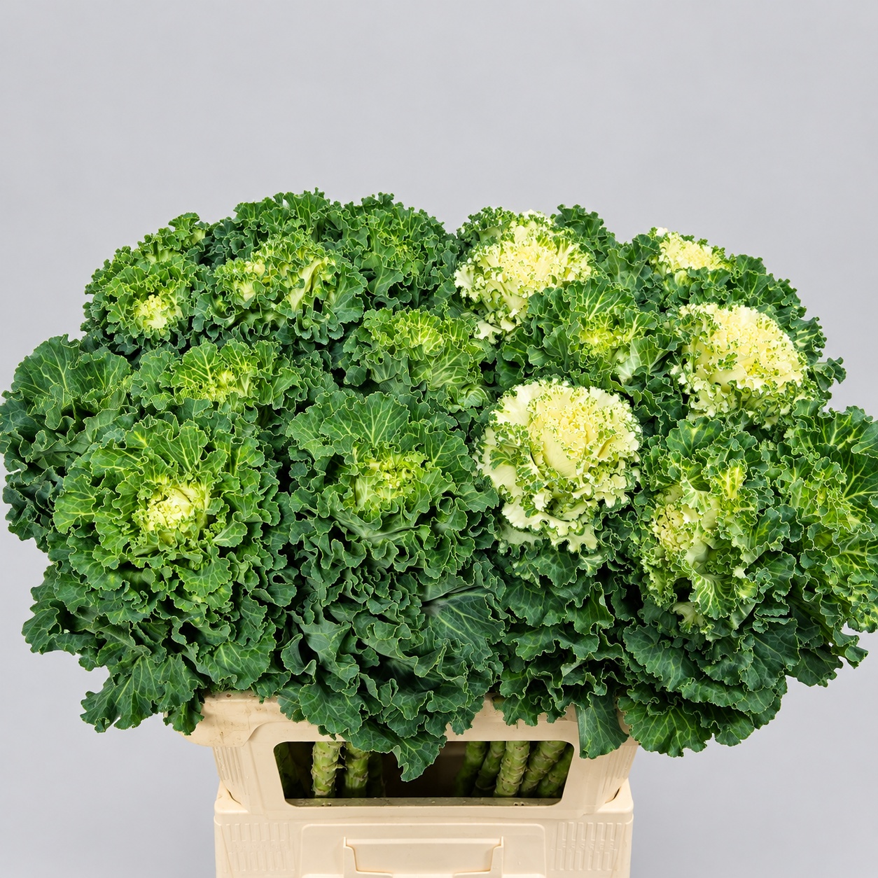 Brassica Crane Ruffle White 70cm