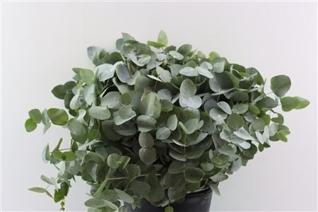 Euca Cinerea