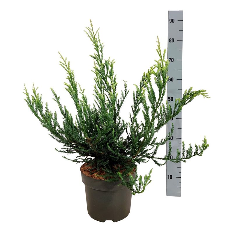 Picture of Sequoia sempervirens 'Adpressa'