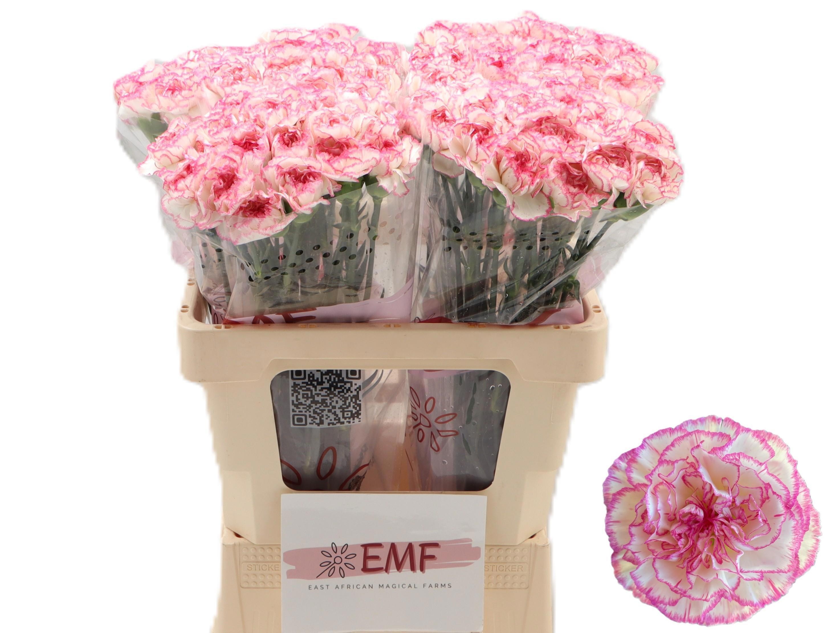 Dianthus St Komachi 60cm