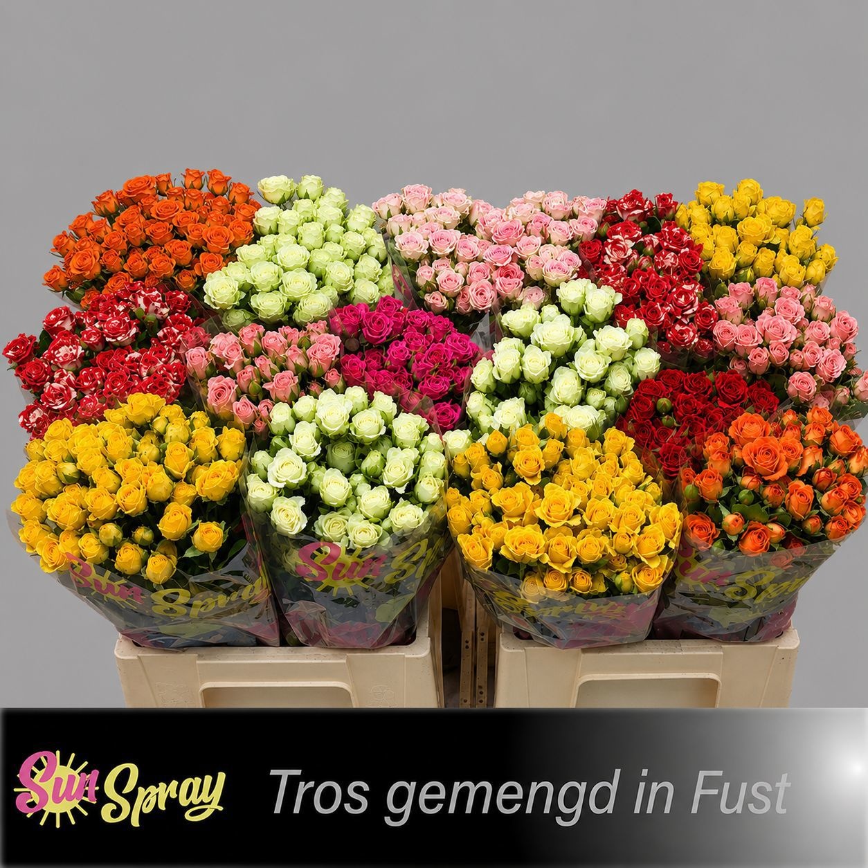 Rosa Spr Mixed In Bucket 60cm