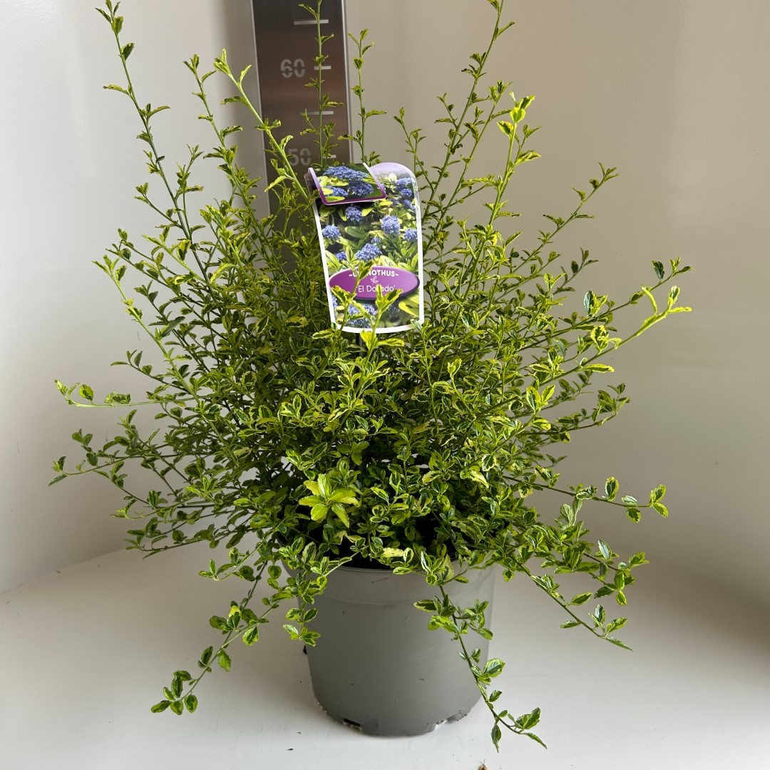 Picture of Ceanothus Eldorado P23 (5 Ltr)