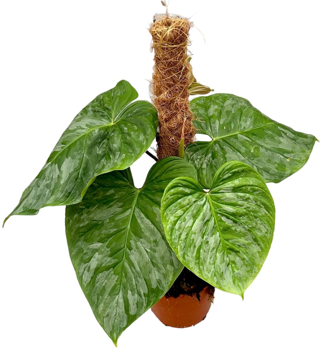 Picture of Philodendron P Majestic P17 40CM