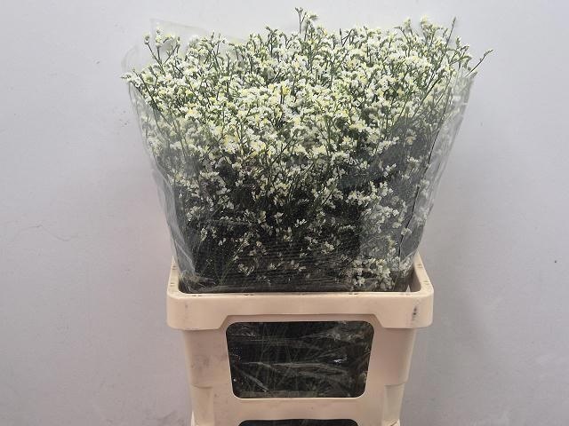Limonium Sin Mountain Diamond 70cm 36gram