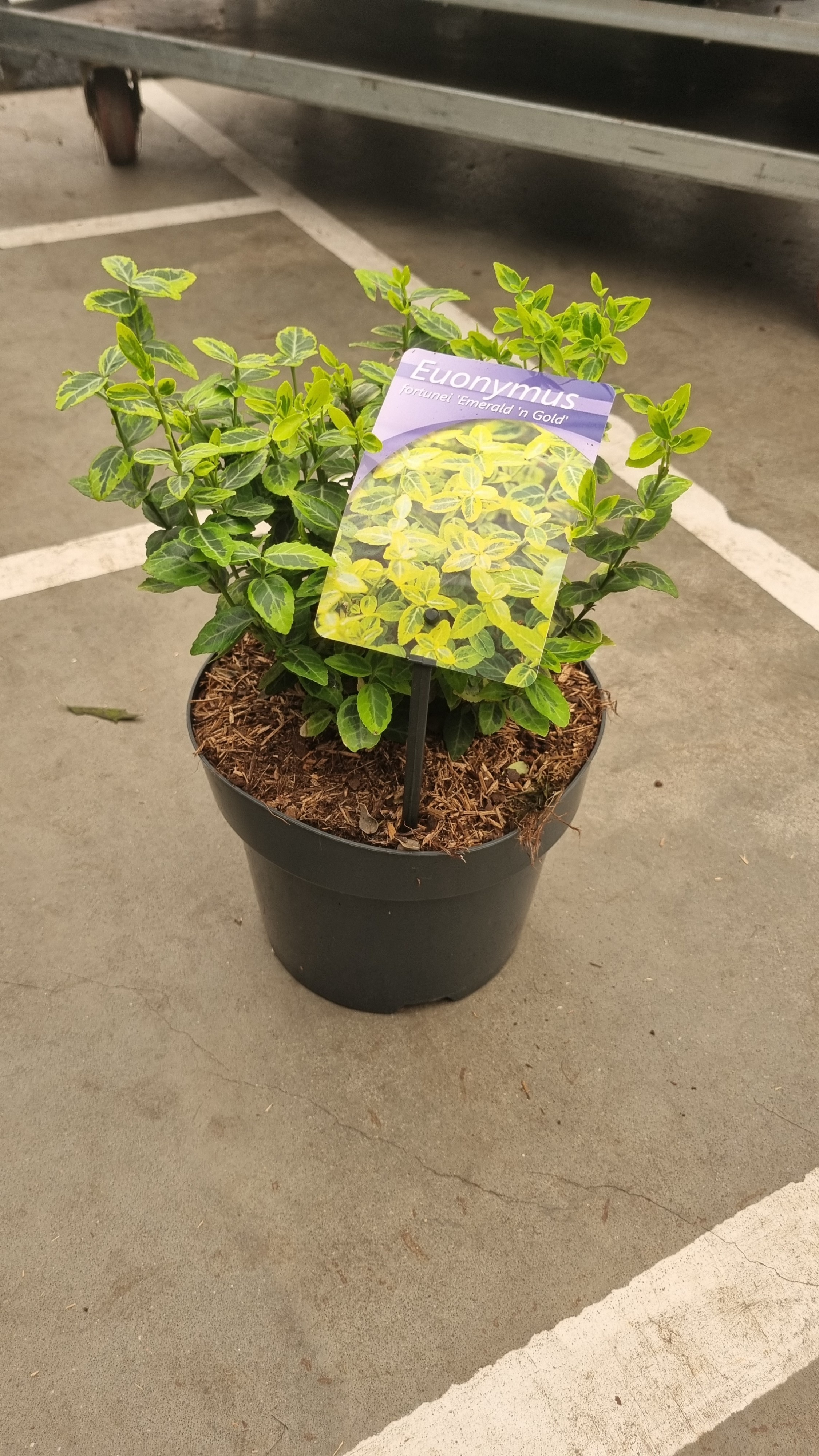 Picture of Euonymus fortunei Emerald n' Gold' P19 (3 Ltr)