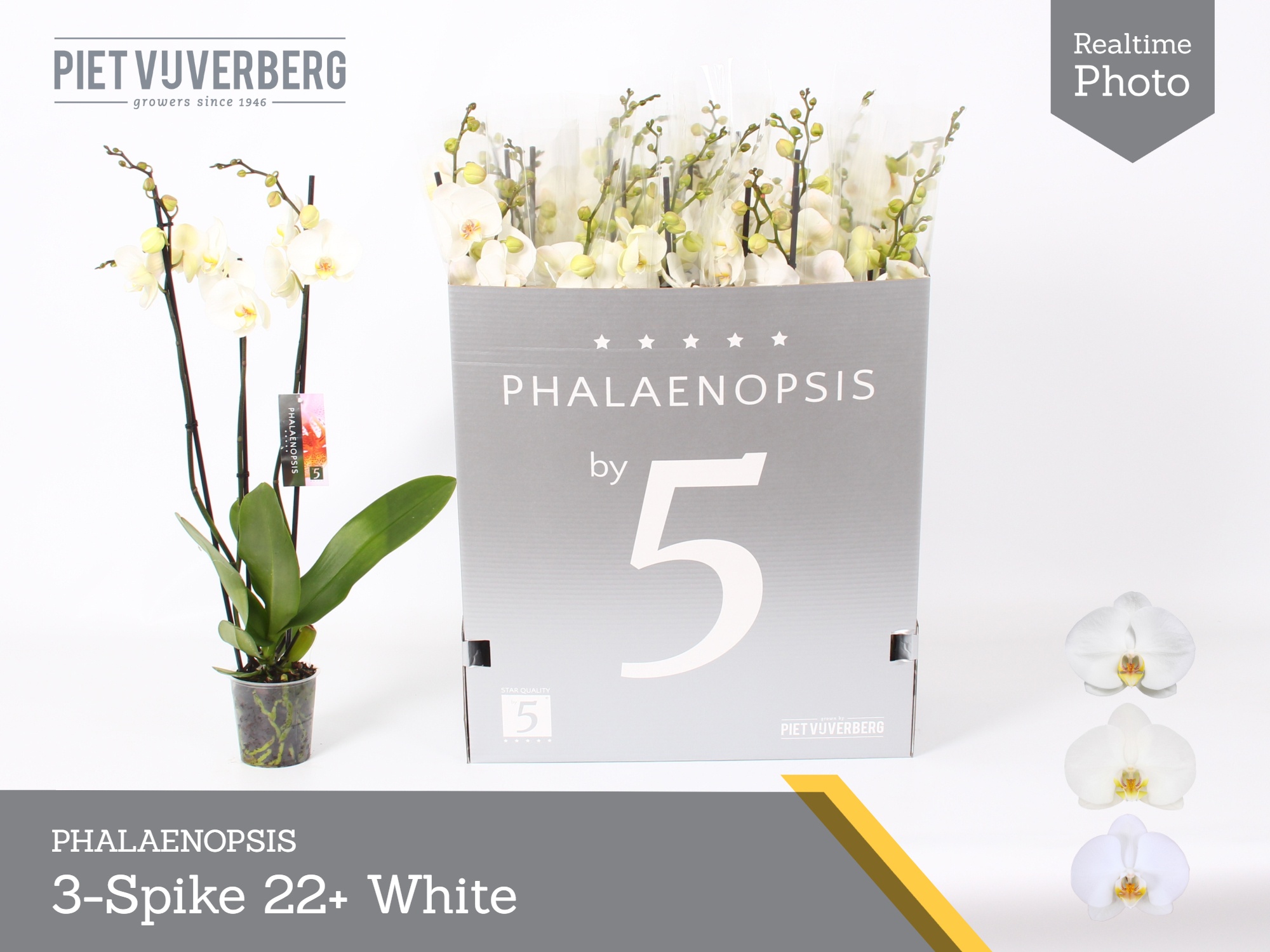 Phal Ov Wit 12P 70H 3TAK 22bloem 23bloei