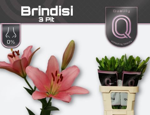 Li La Brindisi