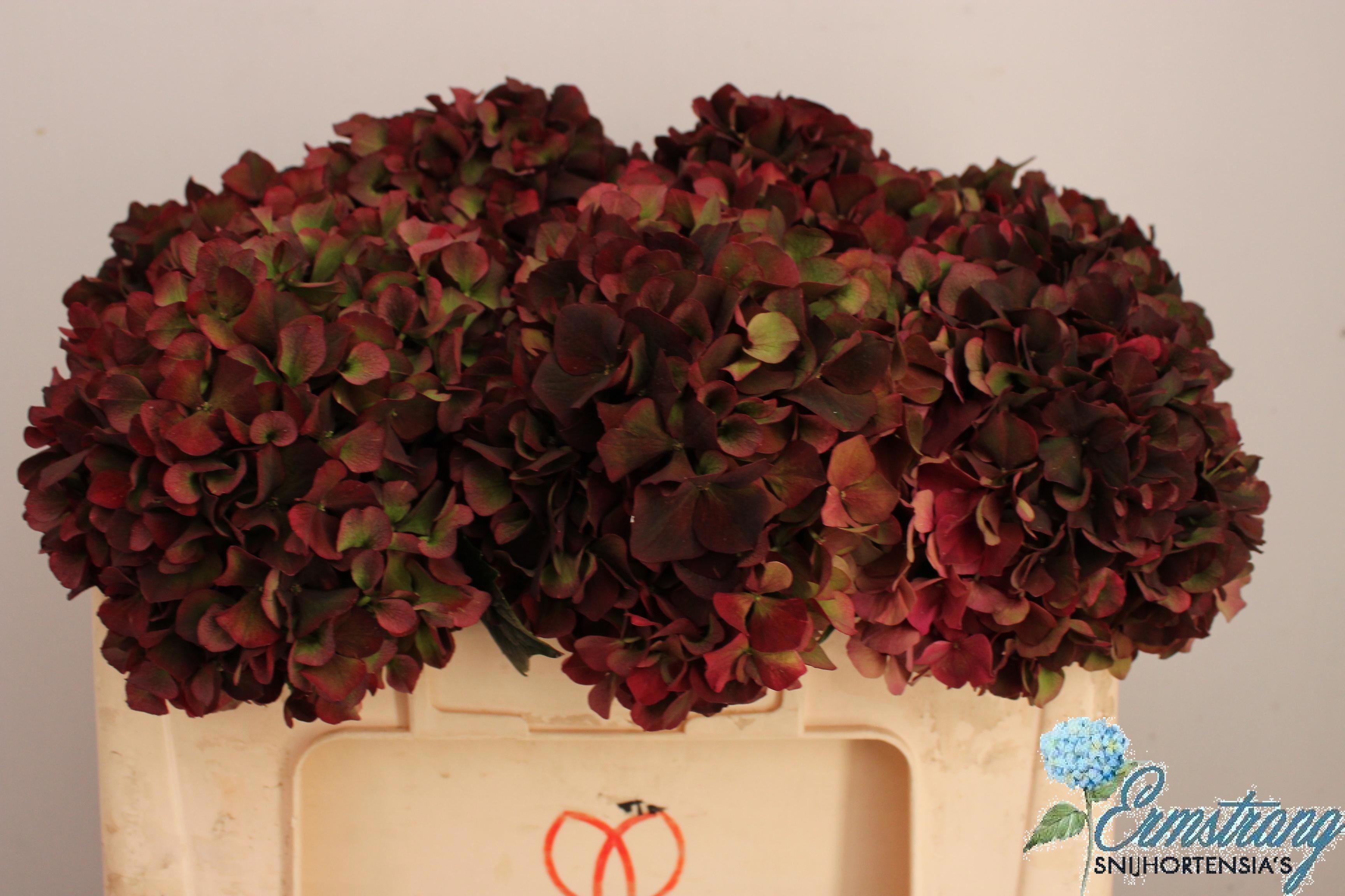 Hydrangea Ruby Red Classic 50cm 17Ø